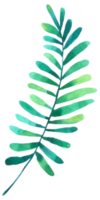 Green Leaf watercolor png