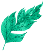 aquarela de folha verde png