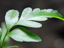 fotografía macro, plantas únicas foto