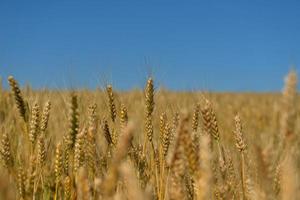 wheat field with blue sky in background photo