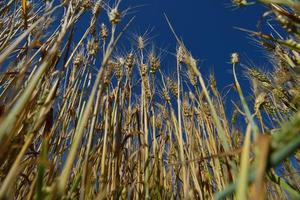 wheat field with blue sky in background photo