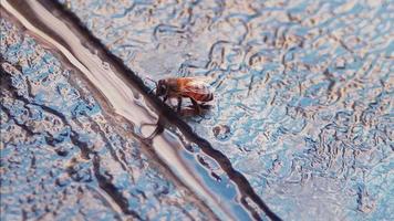 Nahaufnahme von Bienen-Trinkwasser video