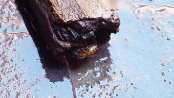 close up of bee drinking on a piece of wood video