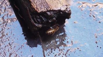 close up of bee on a piece of wood video