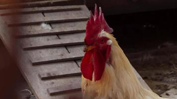 white rooster head video