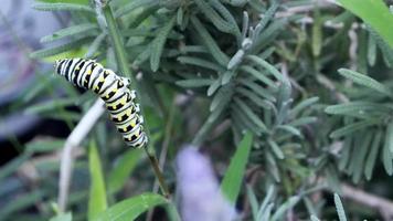 a caterpillar climbing video