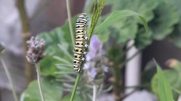 caterpillar climbing green plant video