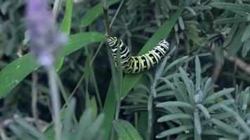 Raupe im Garten video