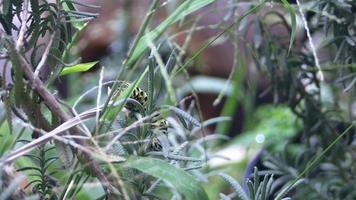 caterpillar walking on plants video