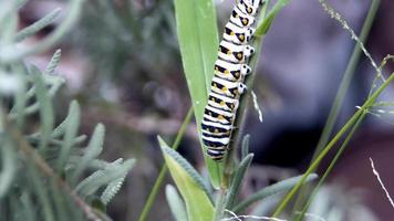 closeup of caterpillar climbing video