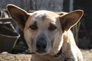 funny face of a long protruding ears dog, pet basking in the sun close-up photo