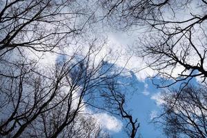 trees and cloudy sky forest bottom view photo