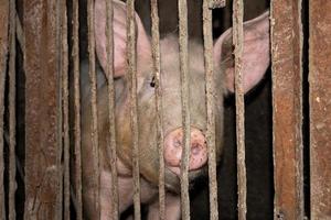 cerdo en una jaula, cerdo animal de granja en el paddock foto