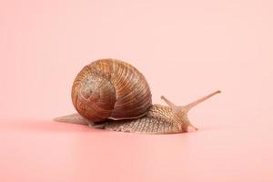 Primer plano de caracol de uva sobre un fondo de color rosa foto