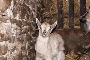 funny white young  goat in the barn photo