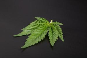 green marijuana leaf on dark black background photo