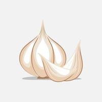 garlic illustration vector