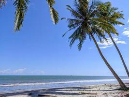 beautiful view by the beach on a sunny day, blue sea and sky, coconut trees, green grass and sand photo