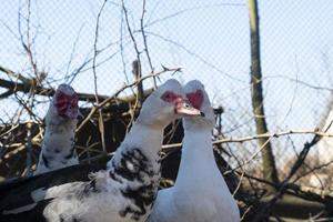 pájaro blanco doméstico híbrido de pato y pavo foto