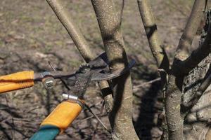 corte de árboles de primavera con tijeras de podar, limpieza de jardines foto