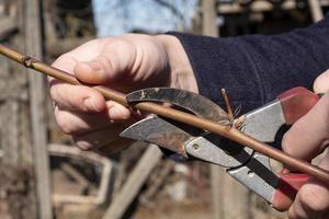 cutting scissors with of raspberries, cleaning berry bushes photo