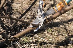 cutting spring trees with secateurs,garden cleaning pruning vines photo