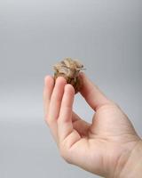 grape snail in female hand, asian protein food photo