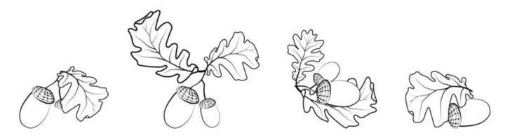 Set of oak autumn leaves with acorns. Oak Grove. Black and white vector in minimal style