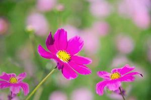 Beautiful spring purple cosmos flowers in green garden background - lovely nature in spring season concept photo