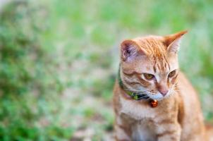 Lovely brown domestic cat in green garden - cute animal background concept