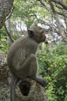 A monkey sitting on the big tree, the background is green leaves do not focus. Side of the macaques photo