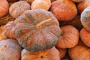 Stacking of pumpkins photo