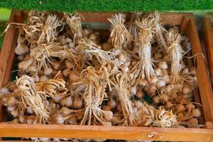 Bundles of garlic photo