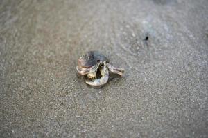 Hermit crabs live on the sand by the sea photo