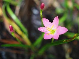 rain lily pink boomming in garden with shiny light photo