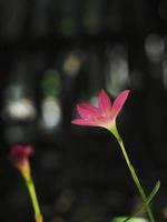 rain lily pink boomming in garden with shiny light photo