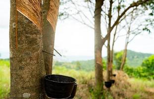Rubber tapping in rubber tree garden. Natural latex extracted from para rubber plant. Rubber tree plantation. The milky liquid or latex oozes from wound of tree bark. Latex collect in small bucket. photo