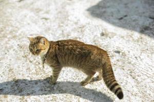 Stray cat outside in winter. Pet without owner. photo