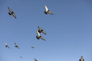 Pigeons fly in sky. Birds in flight. photo