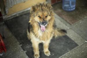 Dog yawns and shows his tongue. Dog guards entrance. Animal is on doorstep. photo