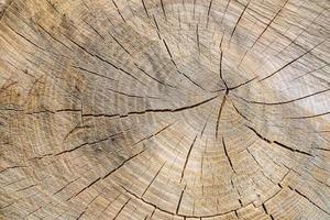 Beautiful wooden fracture old oak, natural texture close up photo