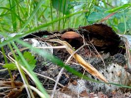 Beautiful closeup of forest mushrooms. Gathering mushrooms. Mushrooms photo, forest photo, forest background photo