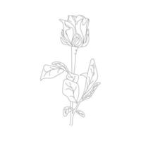 Beautiful flower on white background. Black color line art rose.  Rose hand drawn flower. vector