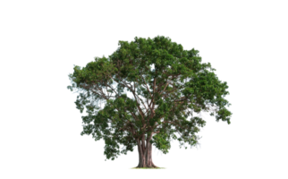 grande albero Bothi o albero pipal su sfondo trasparente