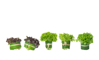 bündel frischer organischer grüner und roter eiche, grünes salatgemüse auf transparentem hintergrund png
