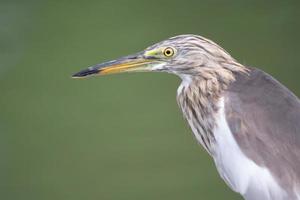 The head and body of the Chinese Pond Heron bird. On a light green background photo