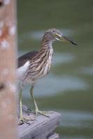 The Chinese Pond Heron bird is standing on the wood flor. Background is light green water photo