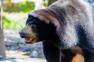 Malayan sun bear or Honey bear, it's a black and  mouth is yellow, hairy, looking at something photo