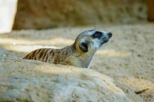 Meerkat is in the shadow on the sand. And looking at something photo