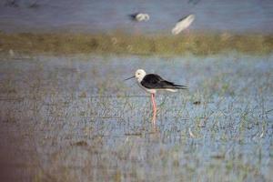 las aves viven y nadan en lagos de agua dulce, aves locales en el sitio de humedales-ramsa del mundo. foto